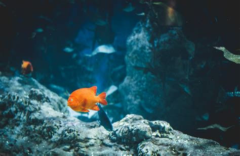 風水養魚|養魚風水指南：位置高度與飼養條數大公開 